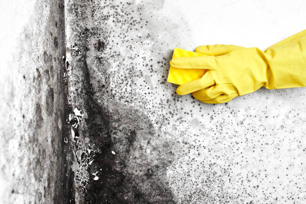 Best Toxic Mold Removal  in Manhattan Beach, CA