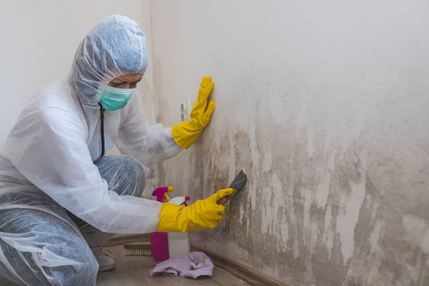 Mold Removal and Inspection in Manhattan Beach, CA