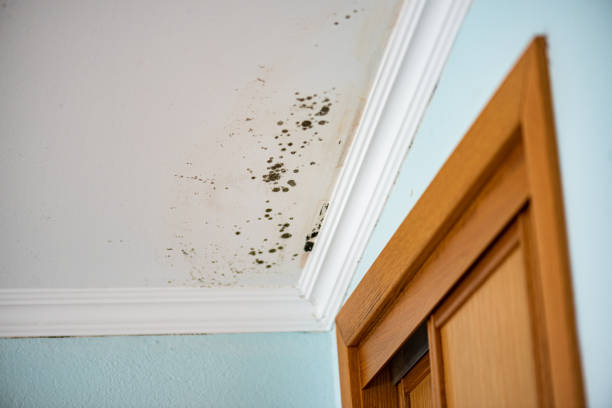 Best Certified Mold Removal  in Manhattan Beach, CA