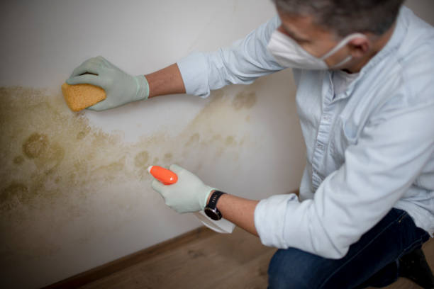 Best Crawl Space Mold Removal  in Manhattan Beach, CA