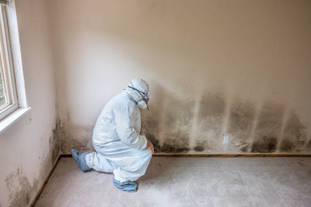 Certified Mold Removal in Manhattan Beach, CA