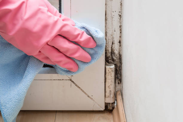 Best Black Mold Removal  in Manhattan Beach, CA
