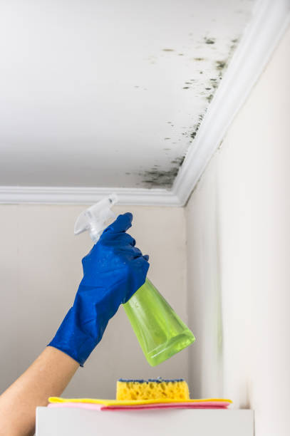 Best Mold Damage Repair  in Manhattan Beach, CA
